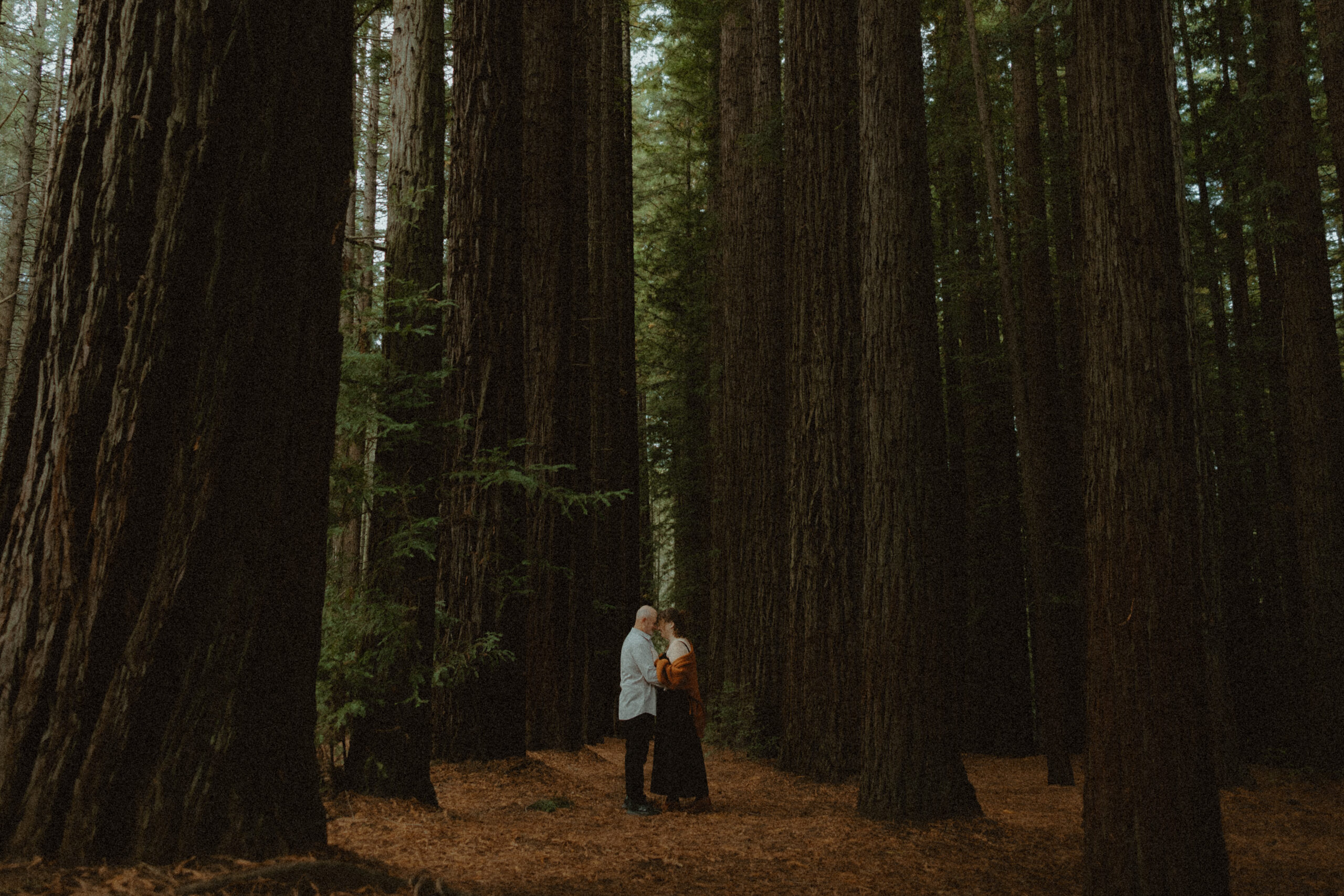 Couple standing among towering redwood trees in Victoria during engagement session